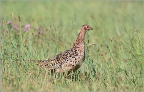 <p>BAŽANT OBECNÝ (Phasianus colchicus) /Common pheasant - Fasan/</p>